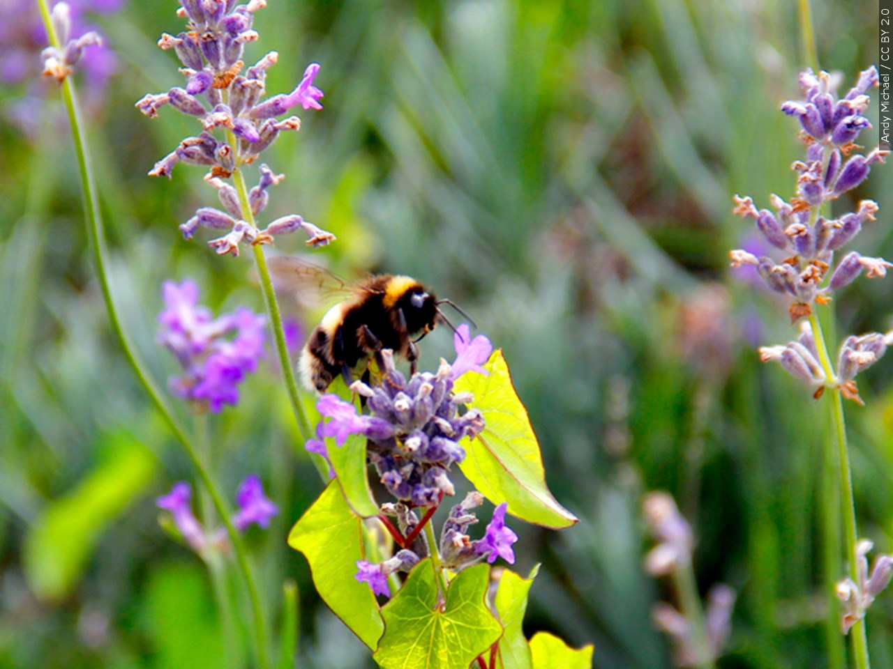 Do You Have Pollinator-Friendly Plants In Your Garden? 
