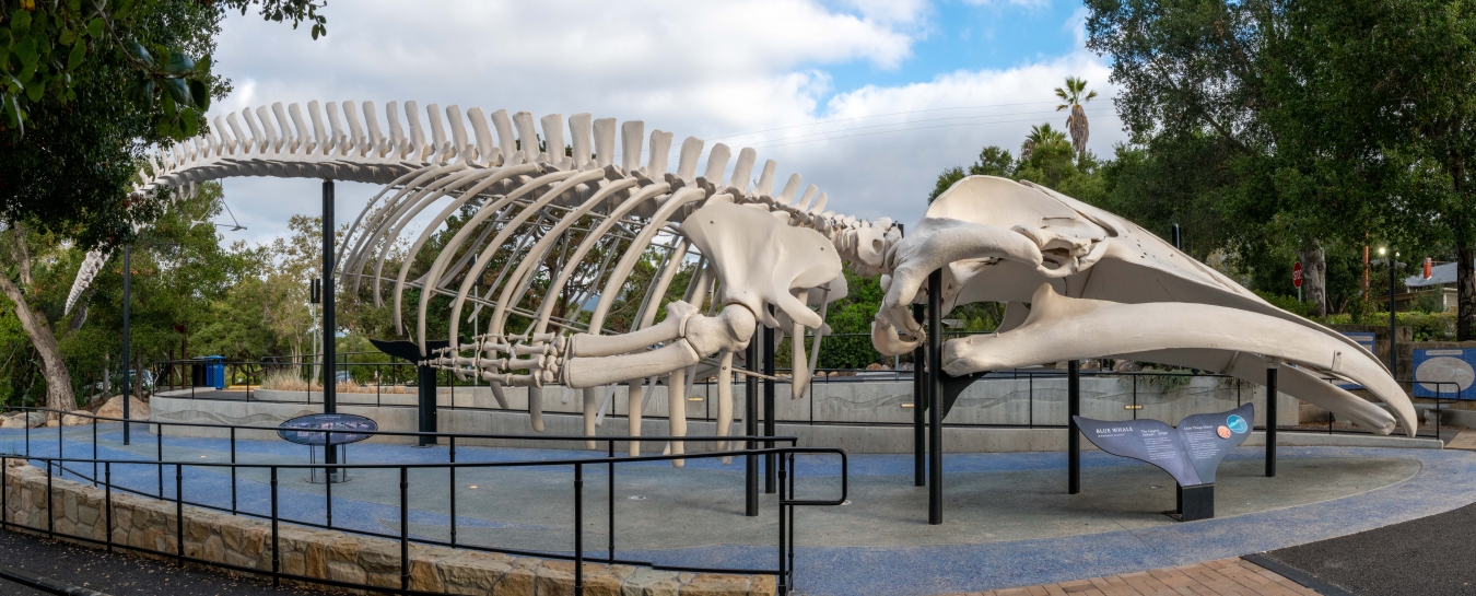 Have You Ever Found Any Cool Fossils or Rocks on the Central Coast? 