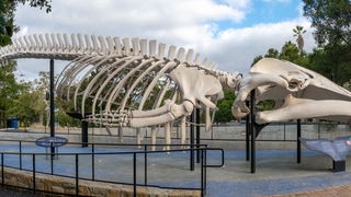 Have You Ever Found Any Cool Fossils or Rocks on the Central Coast? 