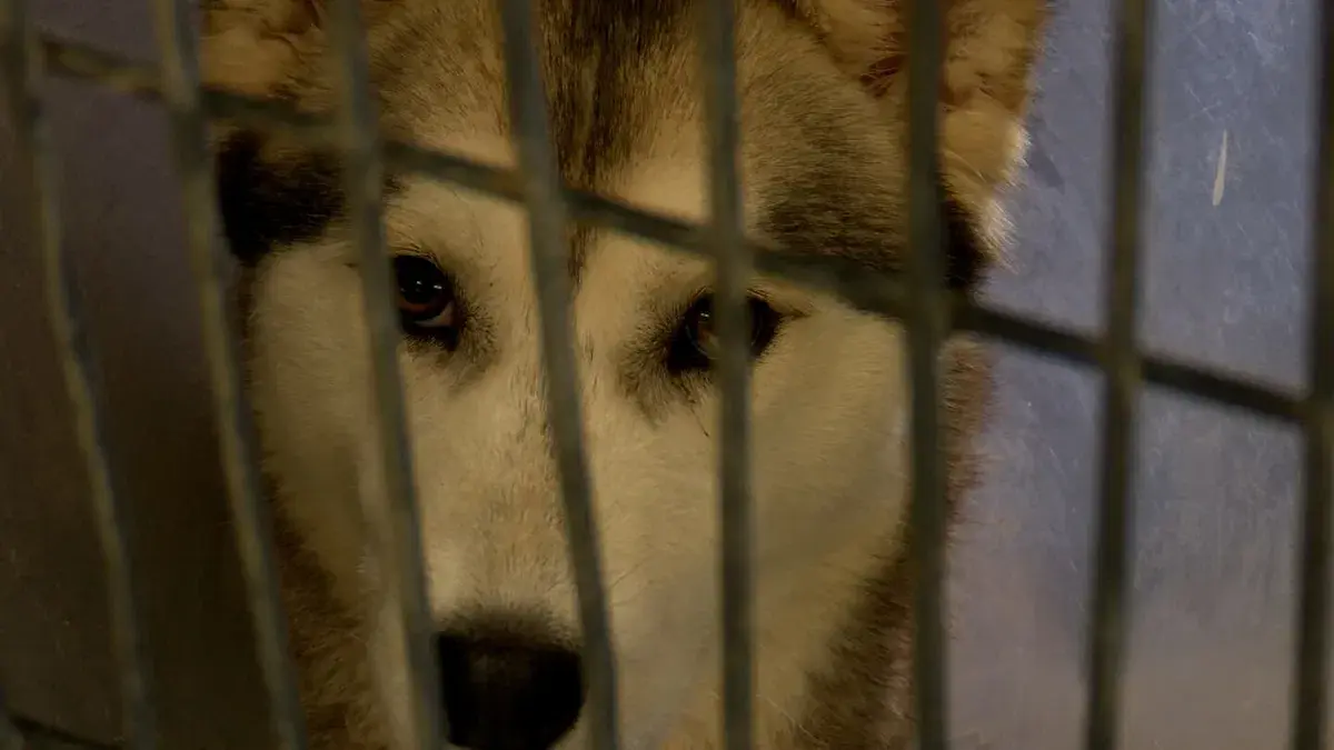 Do you support Katie Hobbs better defining animal cruelty with a new law?