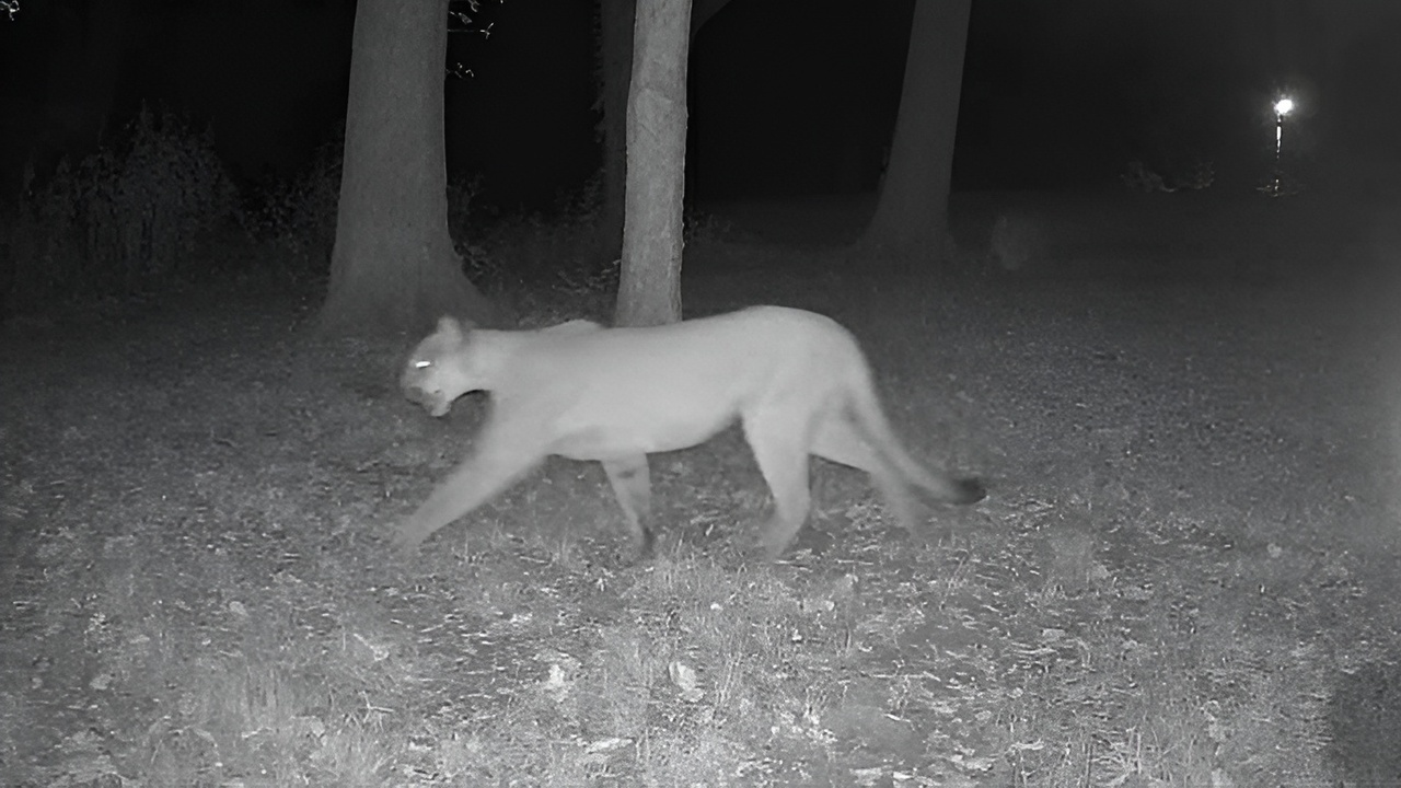 Are you surprised a mountain lion was spotted in the area?