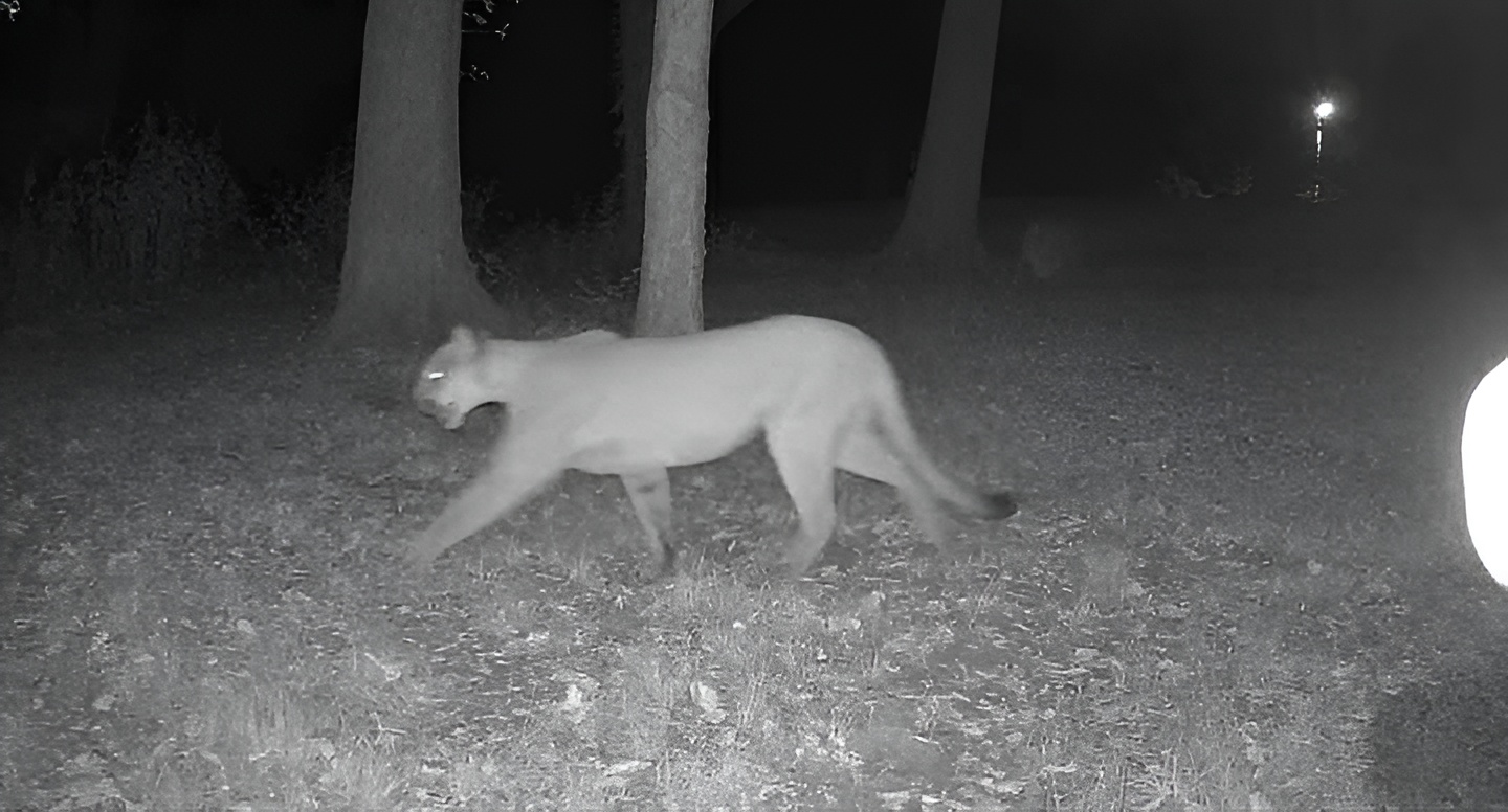 Are you surprised a mountain lion was spotted in the area?
