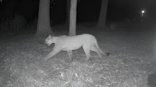 Are you surprised a mountain lion was spotted in the area?