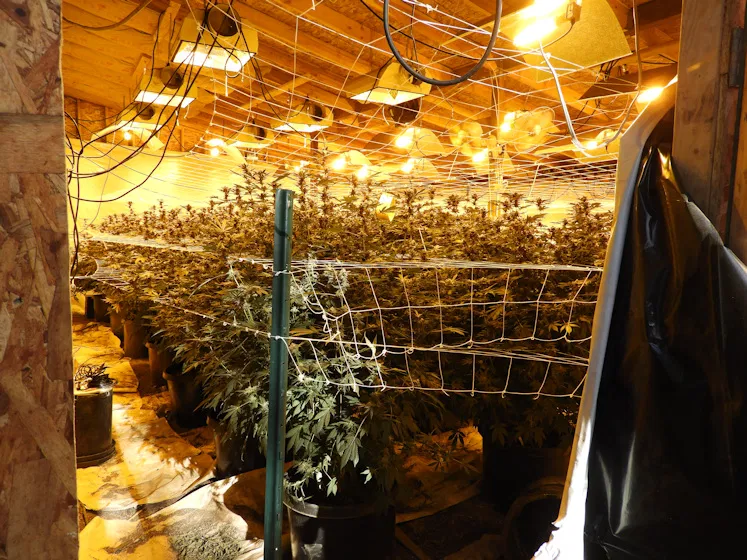 Do you think people who legally use marijuana should be allowed to own guns?