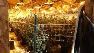 Do you think people who legally use marijuana should be allowed to own guns?