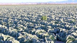 Do you think the new AgTech bills will be beneficial for Yuma?