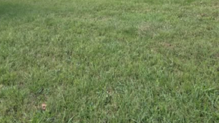 Do you like the color green?