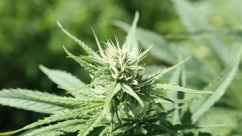 Do you agree with this new, much lower, THC limit for marijuana products?