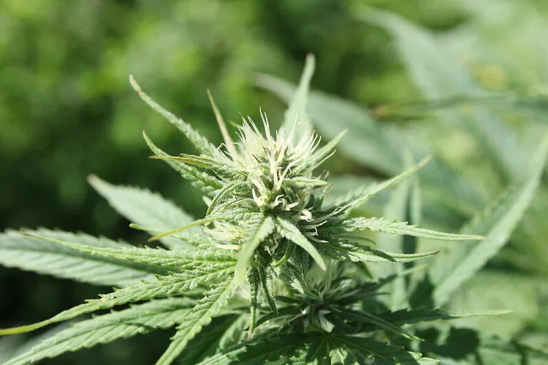 Do you agree with this new, much lower, THC limit for marijuana products?