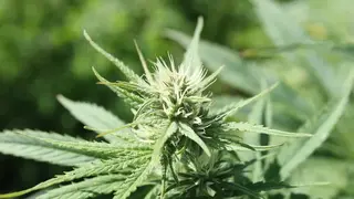 Do you agree with this new, much lower, THC limit for marijuana products?