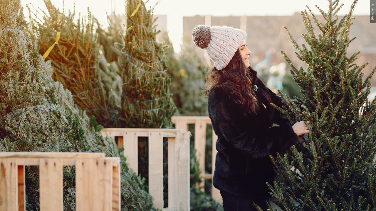 What kind of Christmas Tree do you buy?