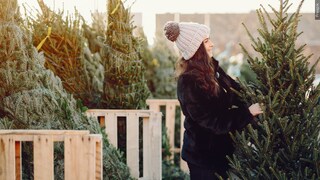 What kind of Christmas Tree do you buy?