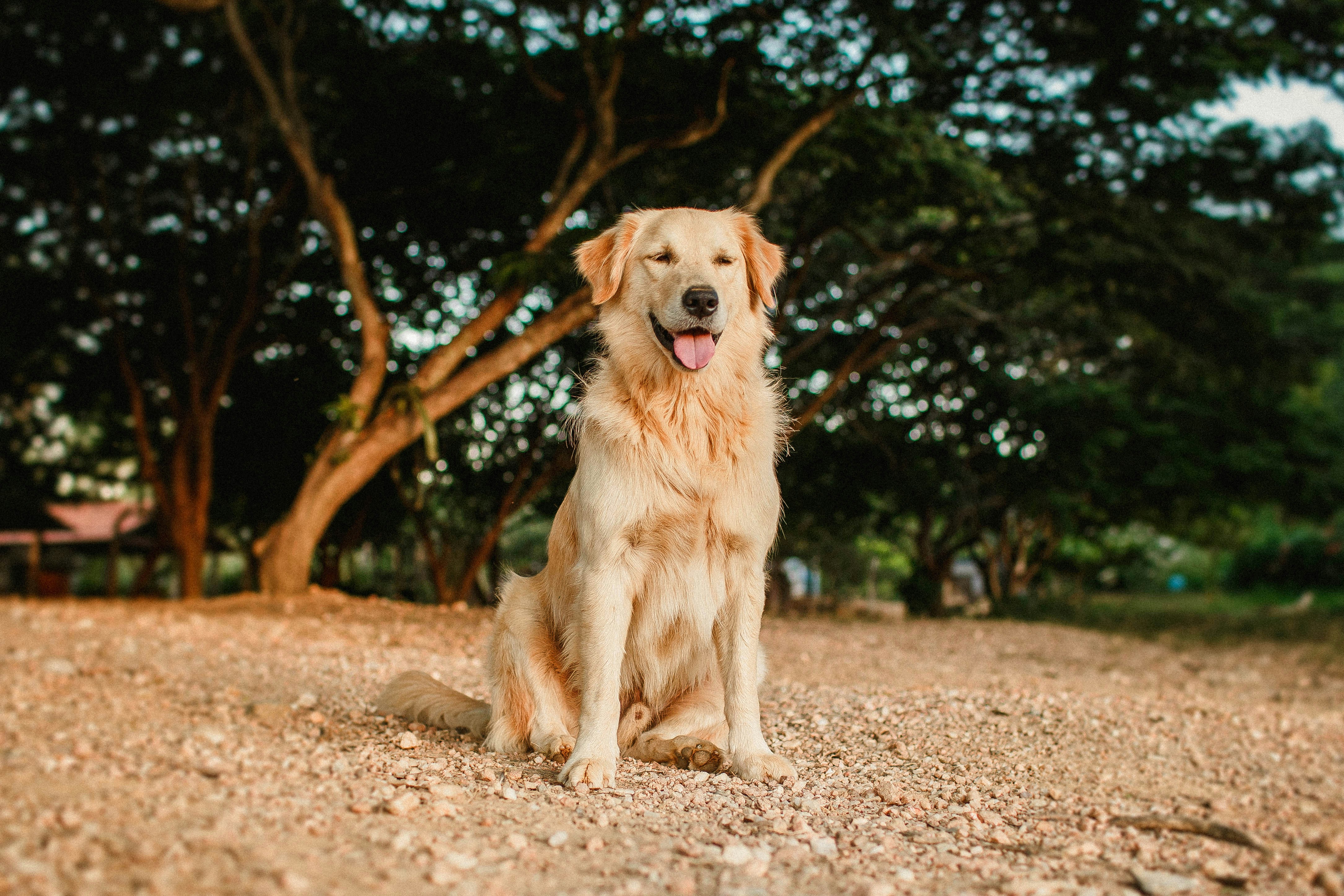 Which breed of dog do you like better? 
