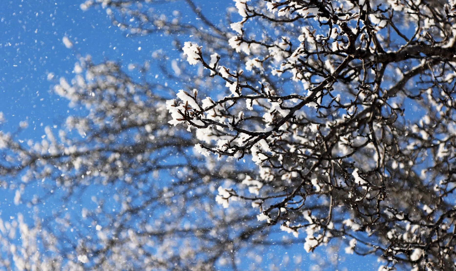 Are you disappointed by the lack of snow so far this season?