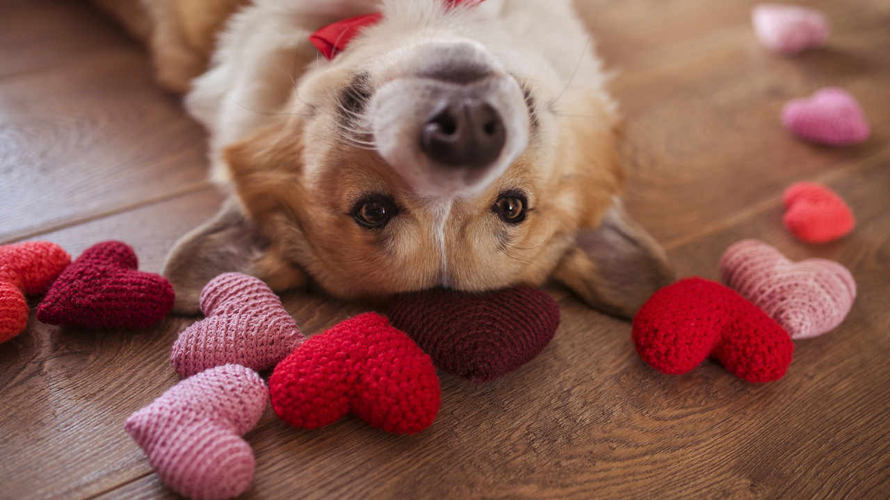 Do you celebrate Valentine's Day?