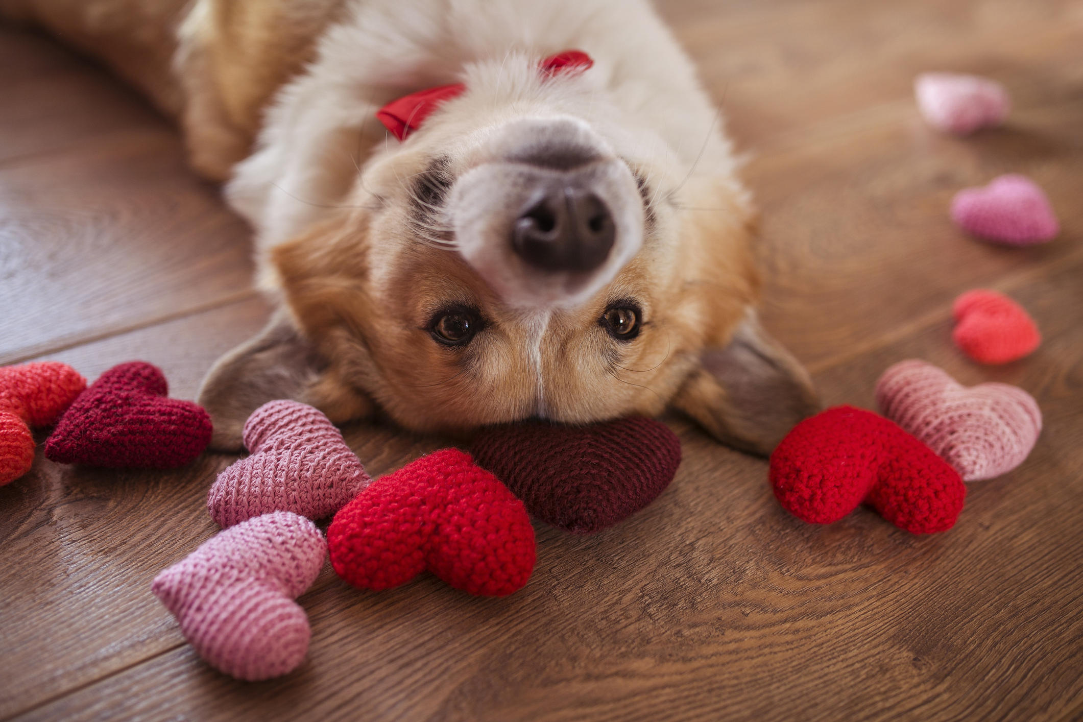 Do you celebrate Valentine's Day?