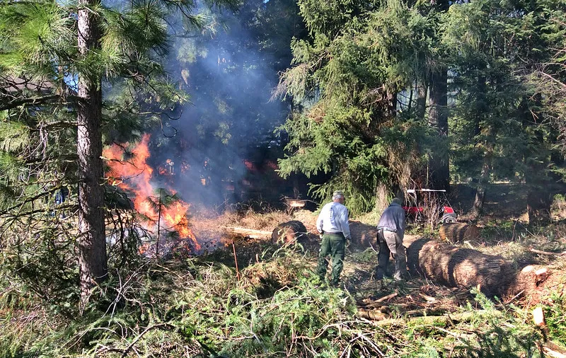 Would you like to see a revitalization of the timber industry in western Oregon?