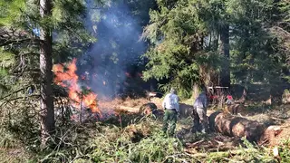 Would you like to see a revitalization of the timber industry in western Oregon?