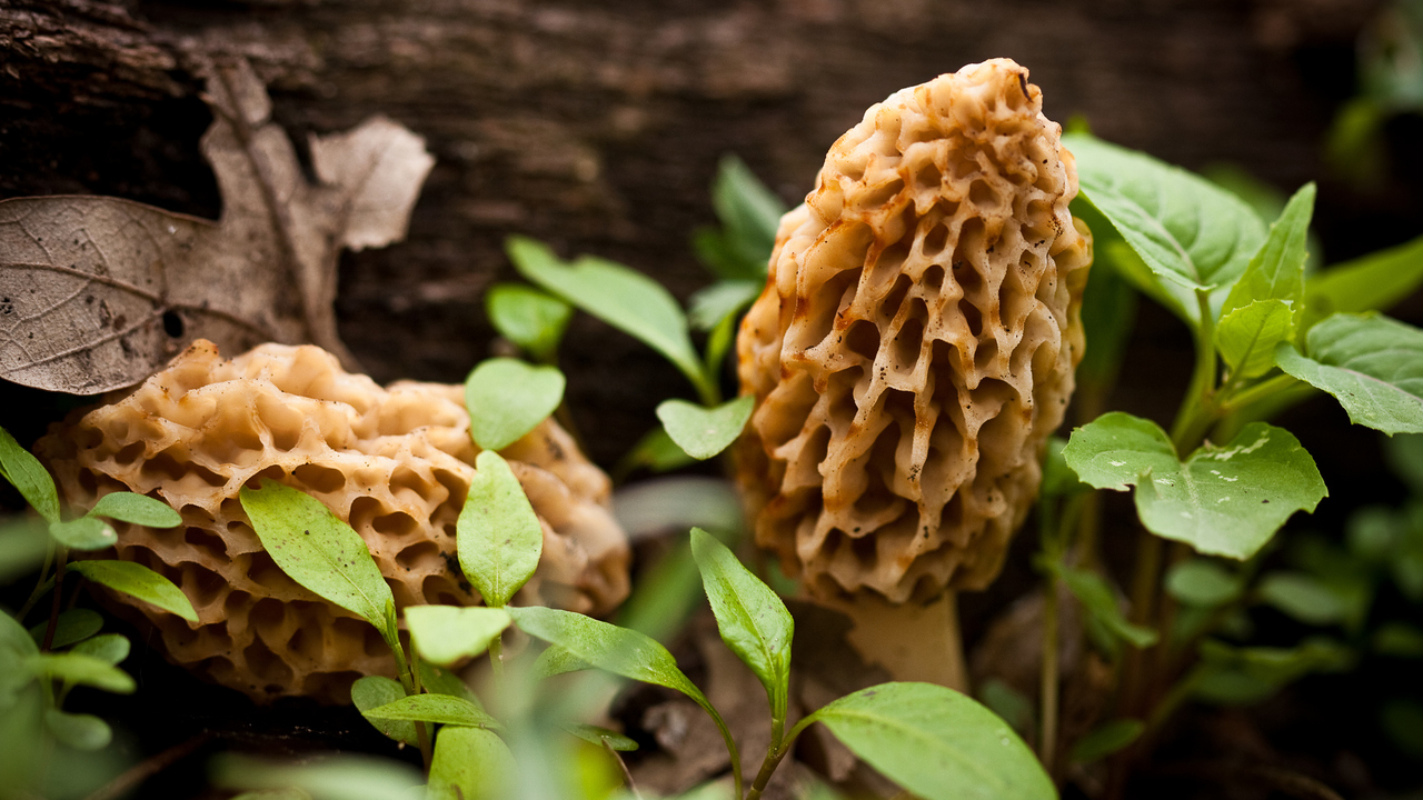Will you go mushroom hunting?