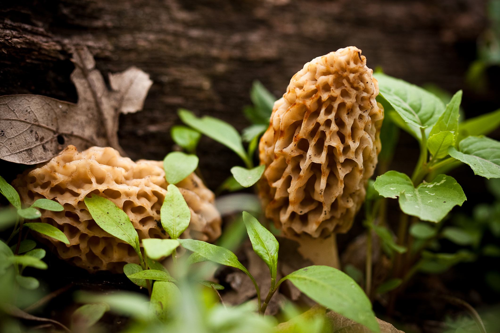 Will you go mushroom hunting?