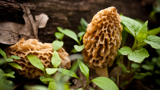 Will you go mushroom hunting?