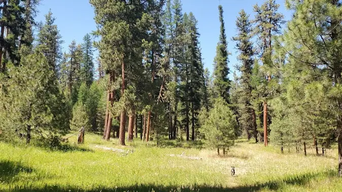 Do you support keeping federal protections that limit logging in national forests?