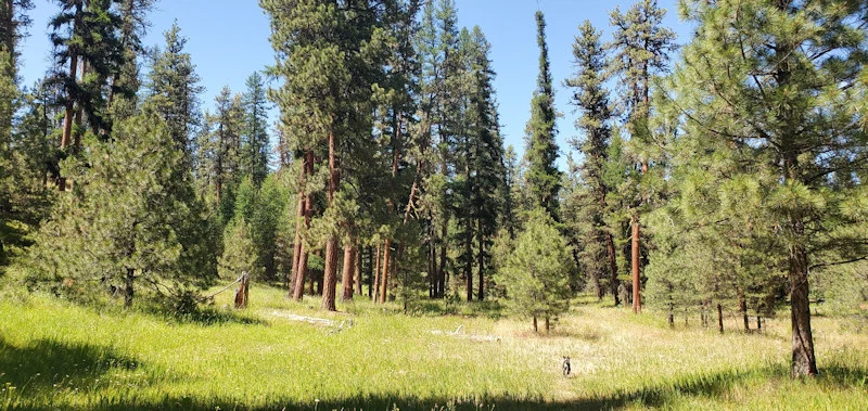 Do you support keeping federal protections that limit logging in national forests?