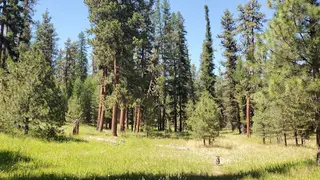 Do you support keeping federal protections that limit logging in national forests?