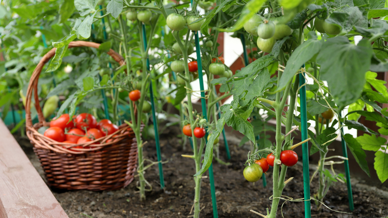 Will you plant a vegetable garden?