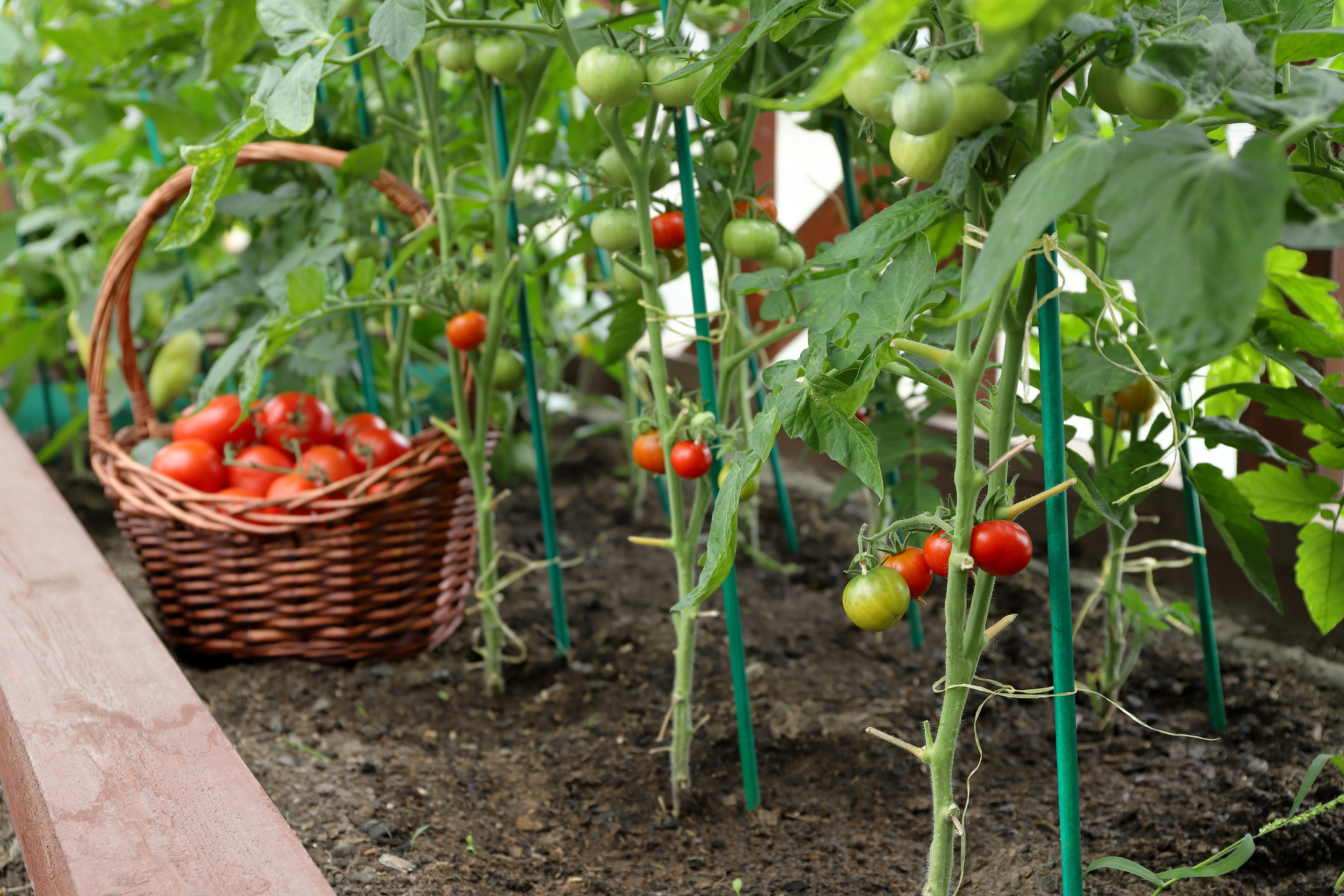 Will you plant a vegetable garden?