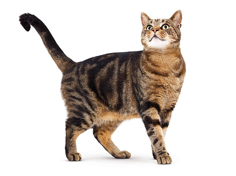 Dogs or Cats!?