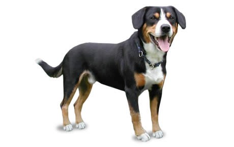 Are cats or dogs the superior species? 