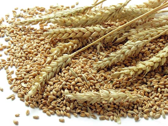 Are gluten-free diets a healthy trend? 