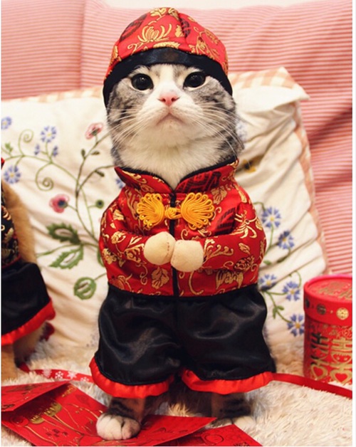 Are you celebrating the Chinese Year of the Dog?