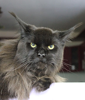 Is a cat with a human-like face spooky?