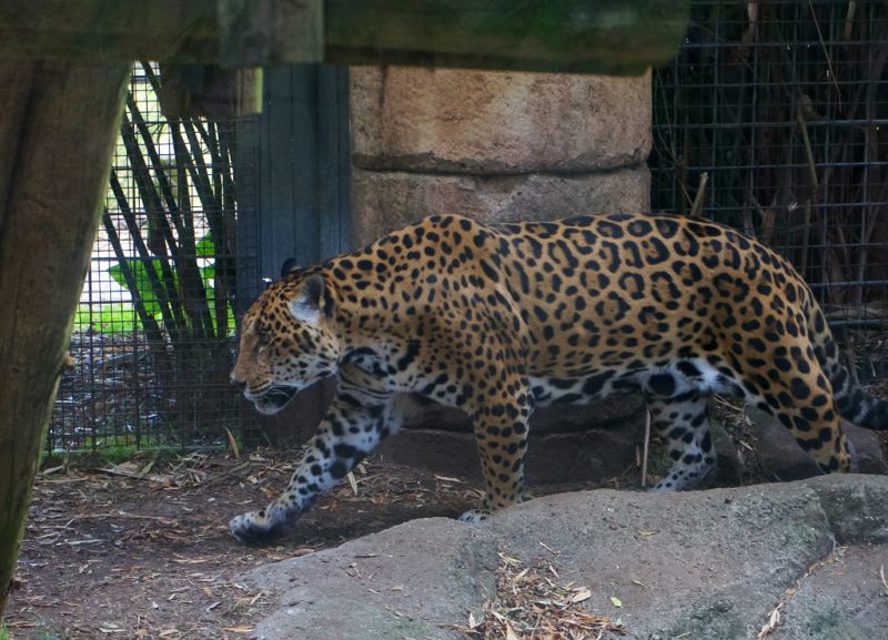 Are zoos still necessary?