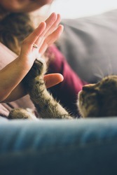 Should pregnant women avoid cats?