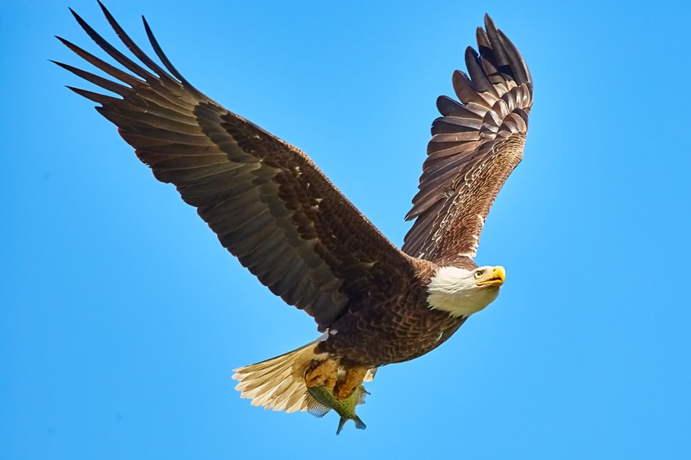 Do you agree with the changes to the Endangered Species Act?