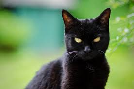 Cats or Dogs? 