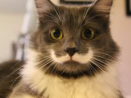 Are cats or dogs the superior species? 