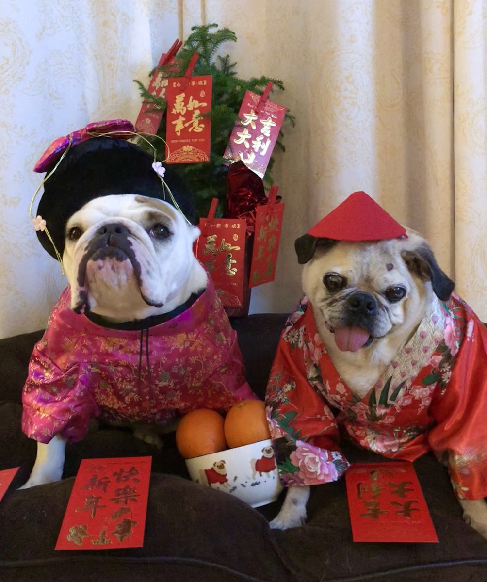 Are you celebrating the Chinese Year of the Dog?