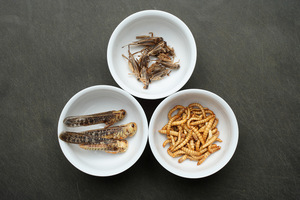 Could mealworms be the wonder food of the future?