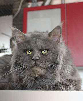 Is a cat with a human-like face spooky?