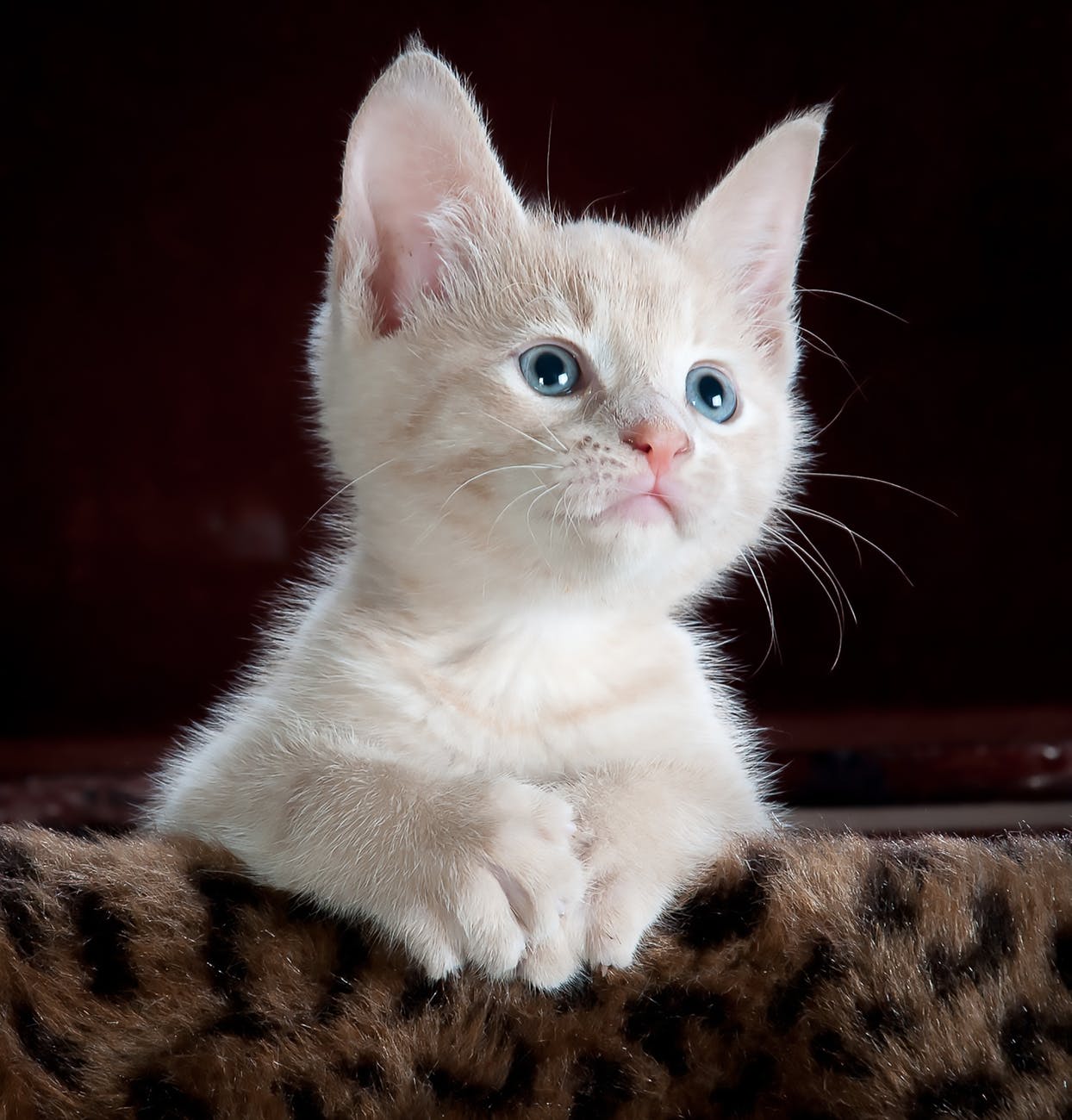 Should pregnant women avoid cats?