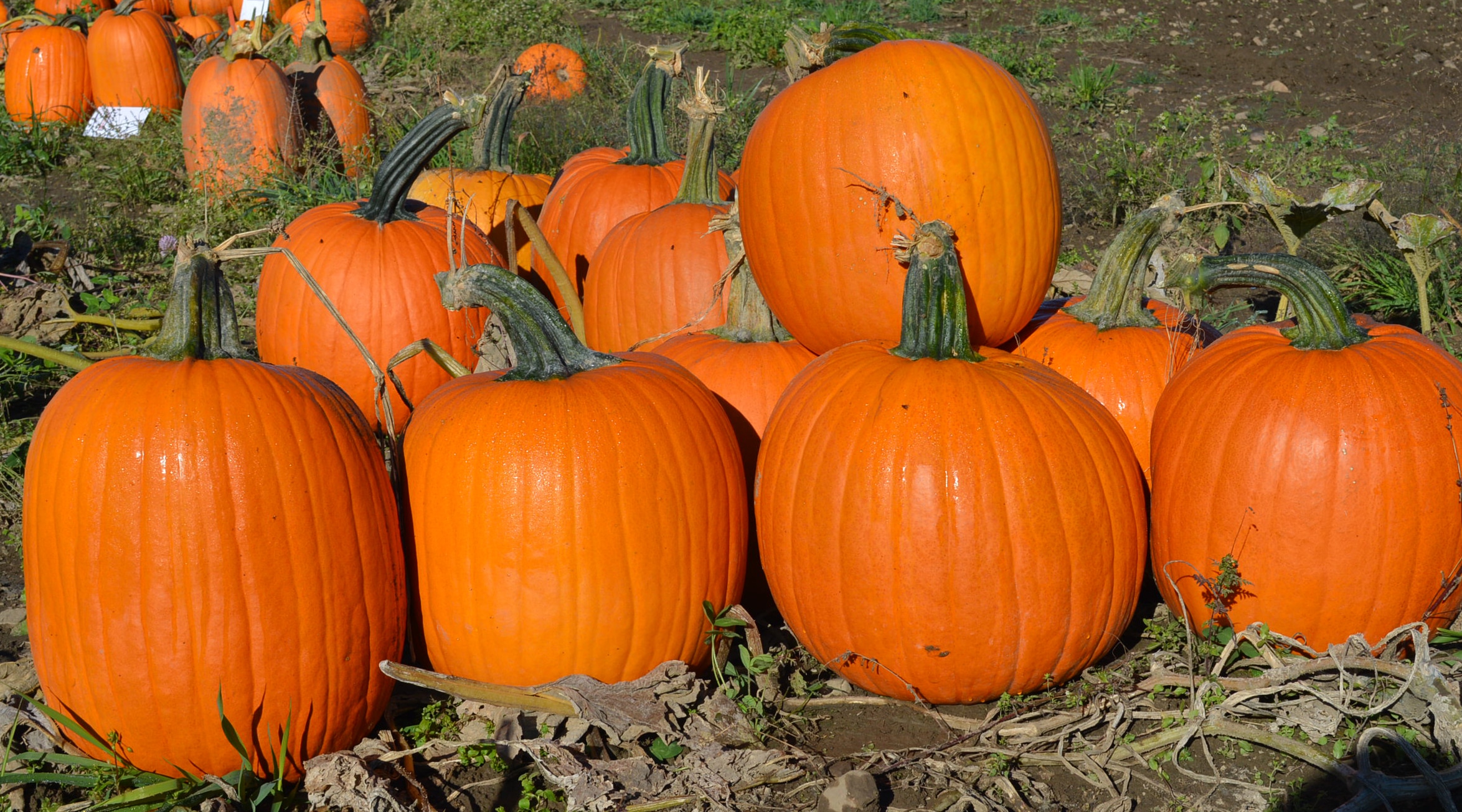 What's your pumpkin carving preference??