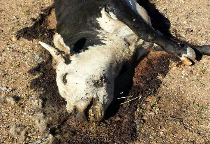 Evidence of animal abuse by #BLM at Bundy Ranch...