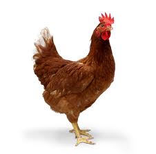 Which came first?